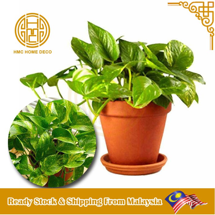 REAL LIVE PLANT MONEY PLANT EPIPREMNUM AUREUM WITH POT ...