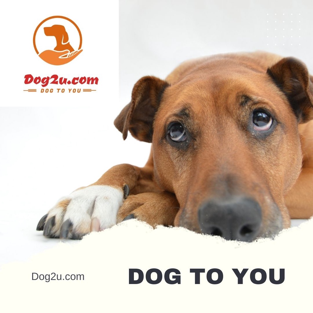  Domain Name for Dog / Pet Shop / Pet Care / Animal Shelter  Business Website & Brand [RichmondHill] | Shopee Malaysia