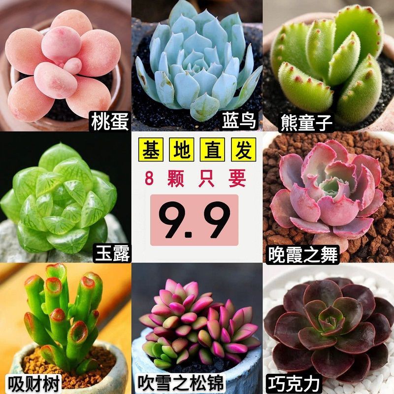 绿植多肉稀有多肉植物新品盆栽批发多肉品种养桃蛋新品品种新品种 Shopee Malaysia