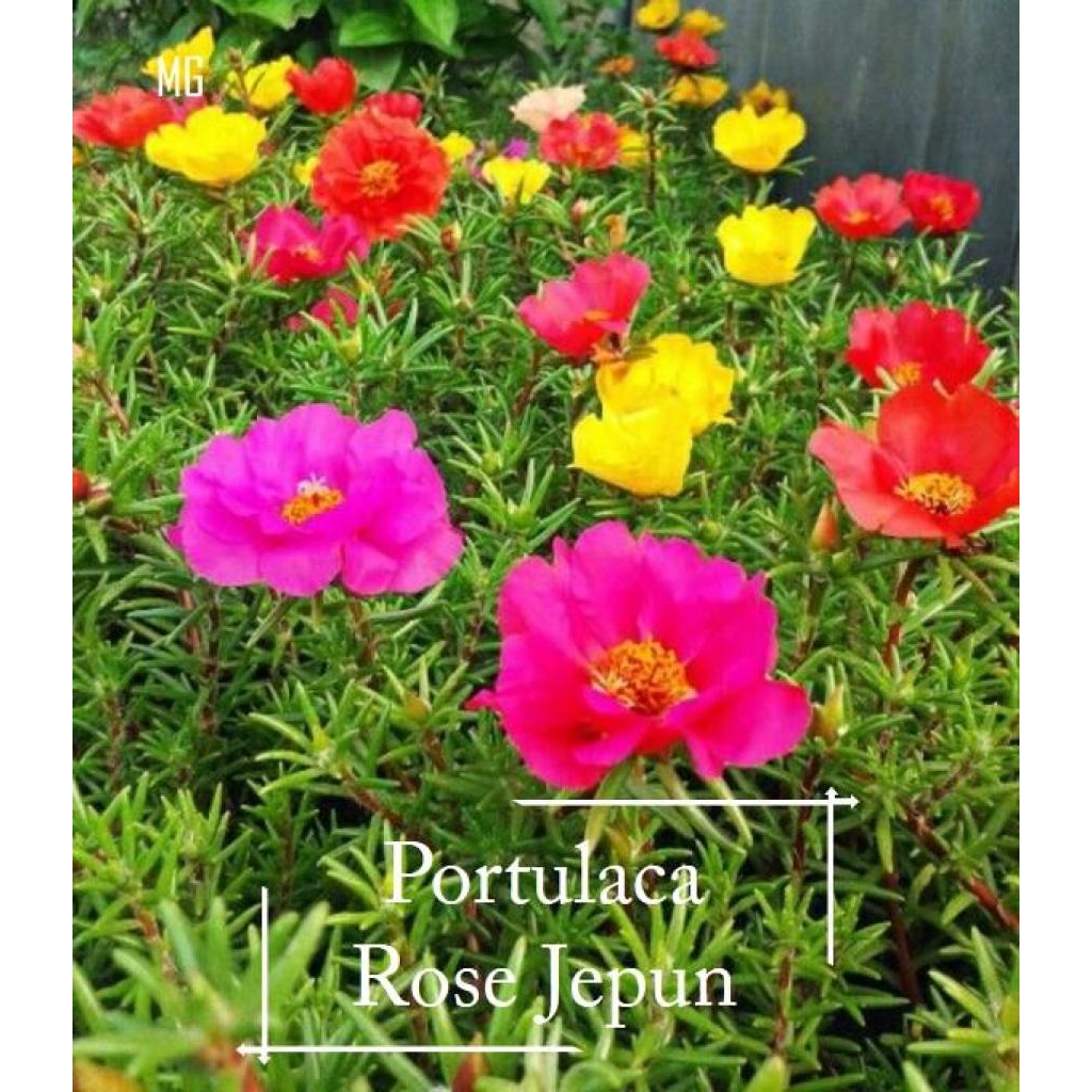 Portulaca Mix Rose Japan Colour seeds 100 seedortulaca Mix Rose Japan Colour seeds 100 seed