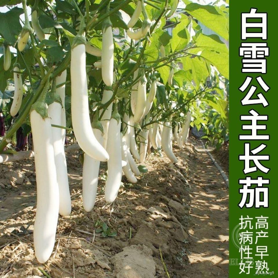 Eggplant Seeds 白茄子种子 象牙白茄长茄种子白皮长茄子紫红长茄种早熟高产8 Shopee Malaysia