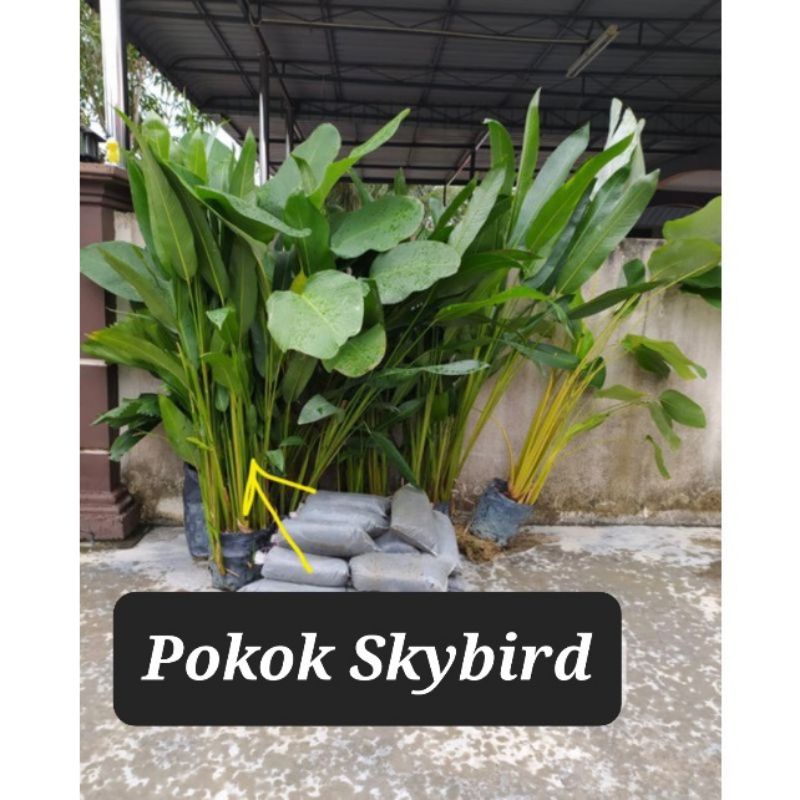 Anak Pokok Skybird/ live plants / pokok hiasan indoor outdoor | Shopee
