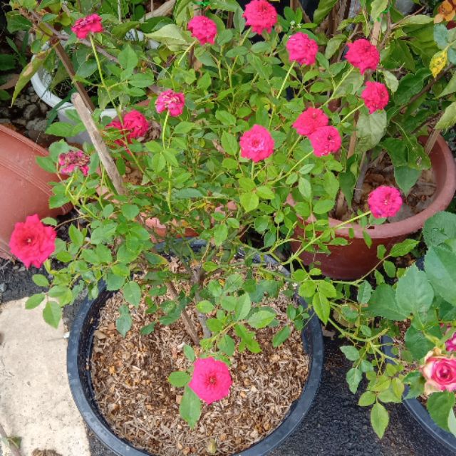 Pokok bunga  rose mini Shopee  Malaysia