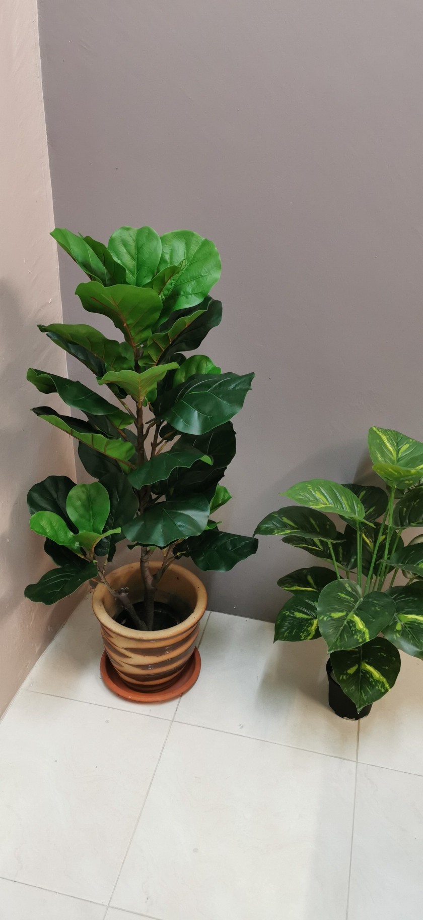  READY STOCK MF DESIGN Pokok  Hiasan  Fiddle Fig Leaf 