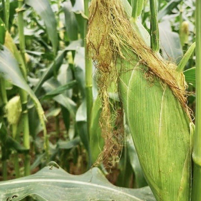 Buy Benih Jagung Manis Saiz Besar 10biji Sweet Corn Seed Jumbo Size 10pcs Seetracker Malaysia