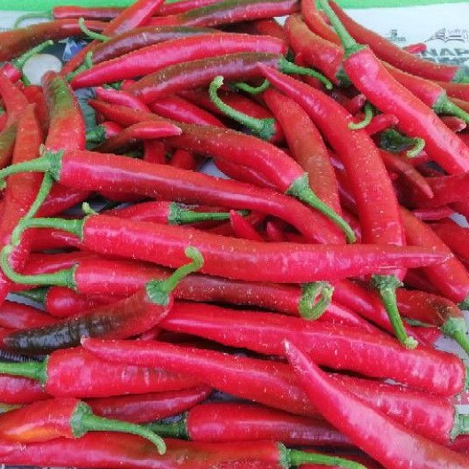 Cili Merah Kulai Segar 250g Fresh Red Chilli Gred A Shopee Malaysia