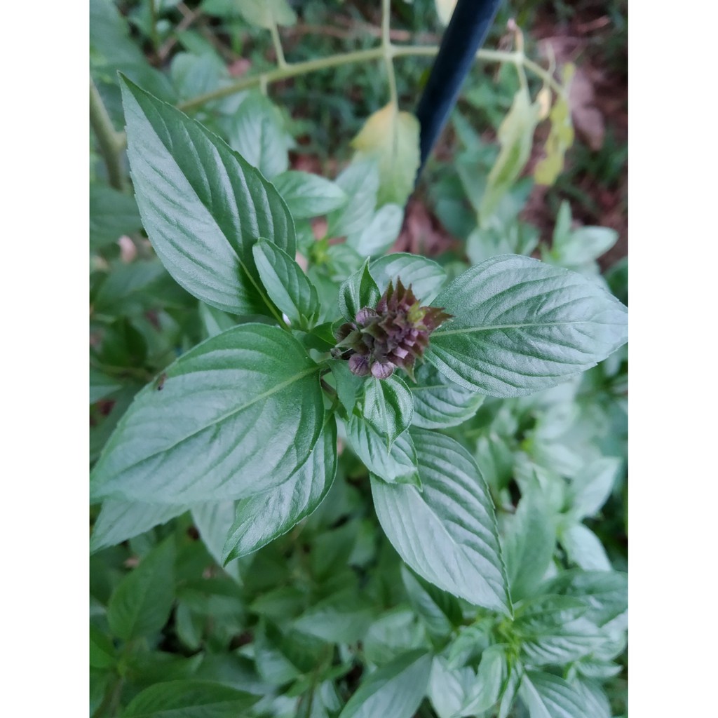 Kemangi thai/thai basil keratan batang / anak pokok kemangi thai (thai