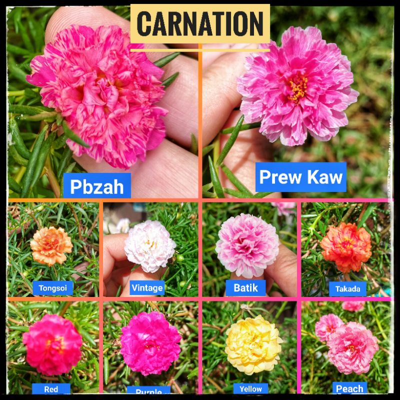 Buy Ros Jepun Carnation Seetracker Malaysia