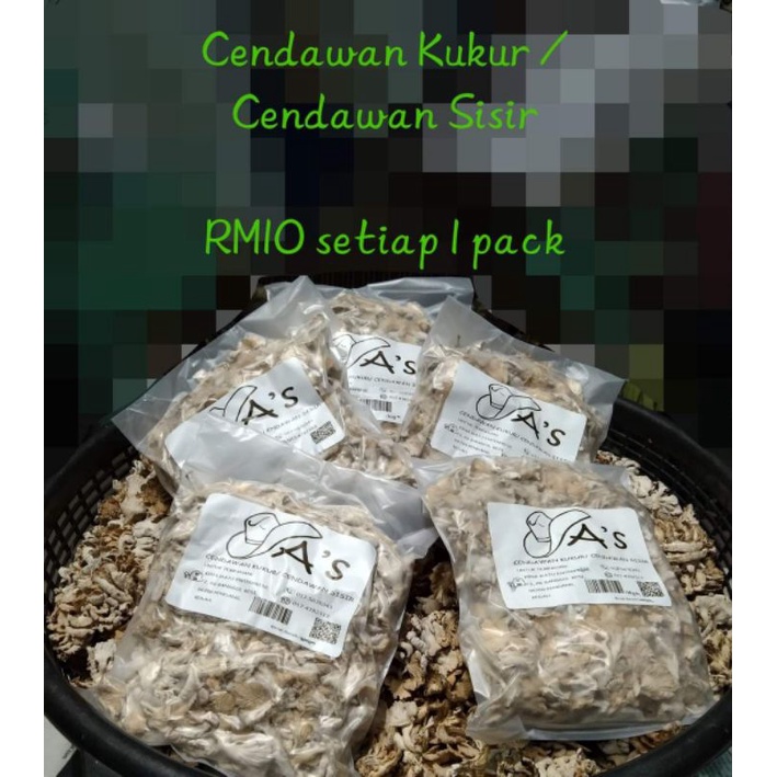 Cendawan sisir/ cendawan kukur