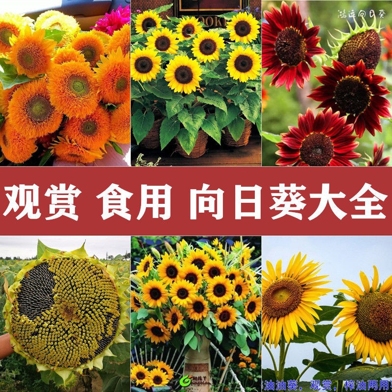 Sunflower Seed Ornamental Edible Cut Flower Sunflower Flower Plant Sun向日葵 種子觀賞食用切花向日葵花種葵花籽油葵室內外陽臺盆栽種植jepavj Shopee Malaysia
