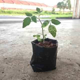 Ketumbar Jawa Daun Sup Dayak Alternatif Daun Sup Dlm Makanan Sarawak Famous Wangi Shopee Malaysia