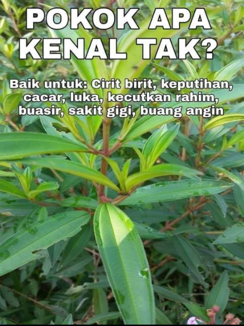 Pokok senduduk khasiat Khasiat pokok