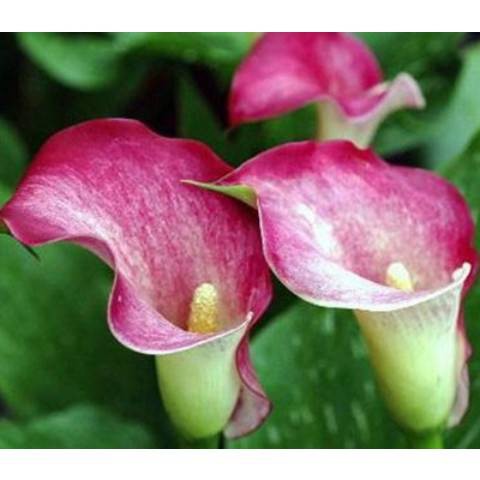 bulb Holland imported colorful calla lily bulbs, indoor potted bulbous  flowers, four seasons, easy-to-live seed plants | Shopee Malaysia