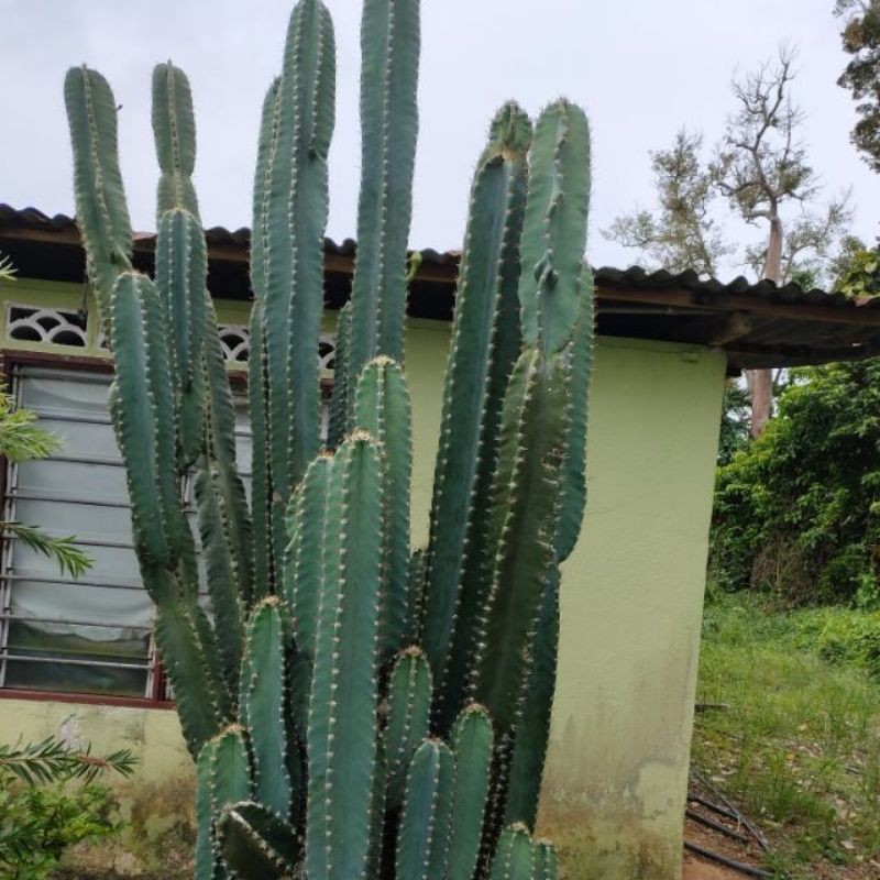 Buy X Tra Size Long Size Cereus Cactus Blue Cactus Cereus Peruvianus Peruvian Apple Cactus Seetracker Malaysia