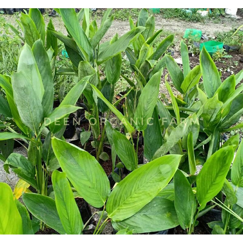 Pokok Ubi Garut Ubi Bemban Ubat Kayap Shopee Malaysia