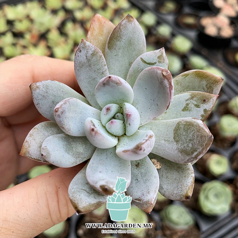 橙梦露多肉植物succulent Plant In Malaysia Shopee Malaysia