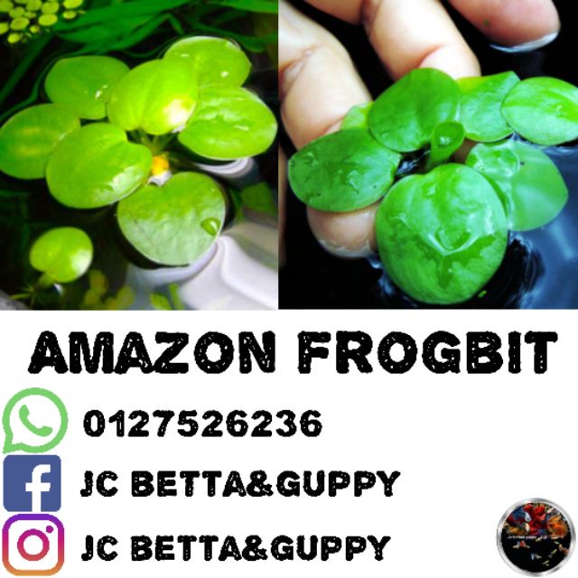 floating plant- Amazon frogbit(6-7pcs) 圆心浮萍