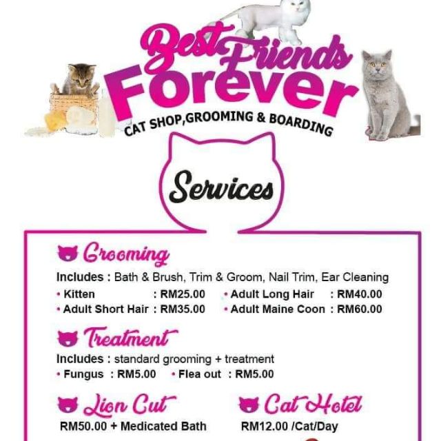 Cat Grooming u0026 Sla, Cat Care, Lion Cut, Cat Hotel, Cat Boarding 