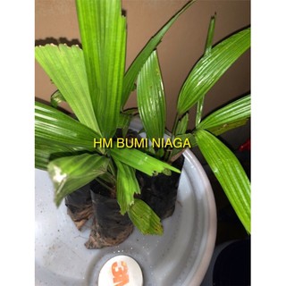 Buy Anak Pokok Daun Palas Untuk Buat Ketupat Seetracker Malaysia