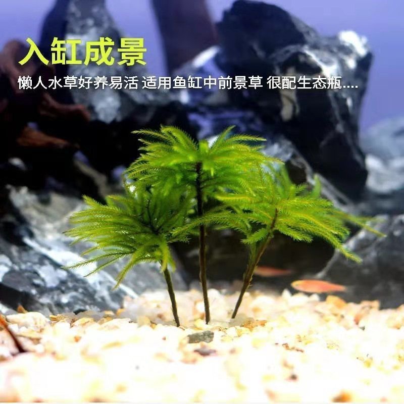 活体苔藓水草生态水草耐鱼缸鱼缸水族箱鱼草活瓶耐低温万年paperorganizers藓造景 Shopee Malaysia