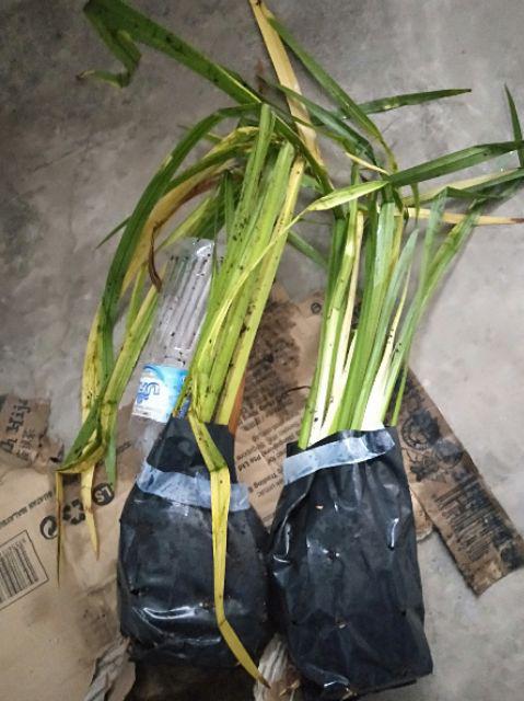 Pokok Jerangau ( Poli Bag )  Shopee Malaysia