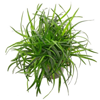 Easygrow Water Plant Eriocaulon Sp Vietnam Aquatic Plant Shopee Malaysia