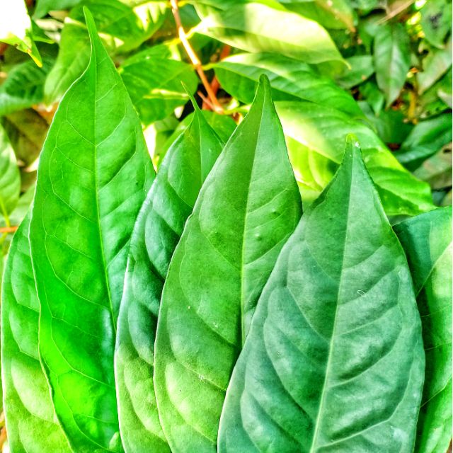 bay leaf in malay