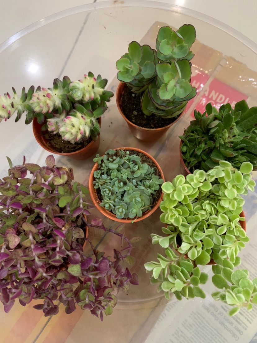 Succulent 多肉植物 花簪crassula Exilis Subsp Picturata 5 5 Pot Shopee Malaysia
