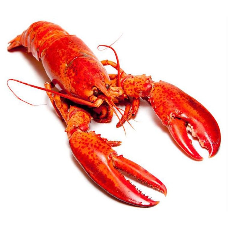 Canadian Lobster ±600g