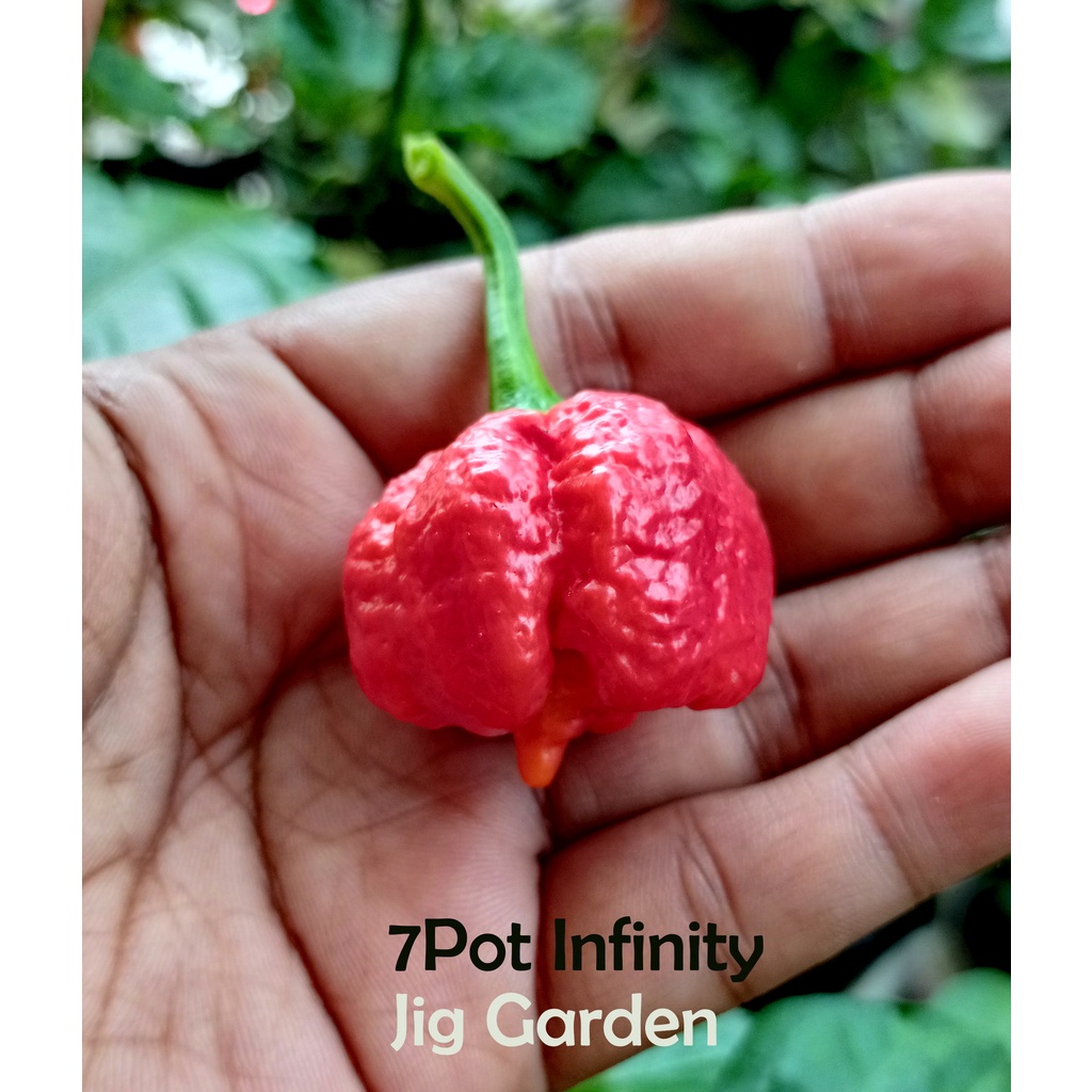 Biji Benih Cili Super Pedas 7 Pot Infinity Capsicum Chinense Shopee