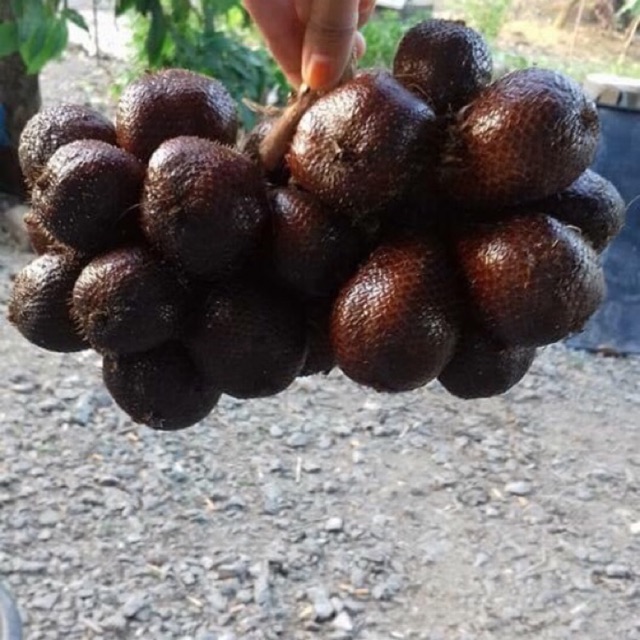 Buah Salak Madu Segar 1kg Shopee Malaysia