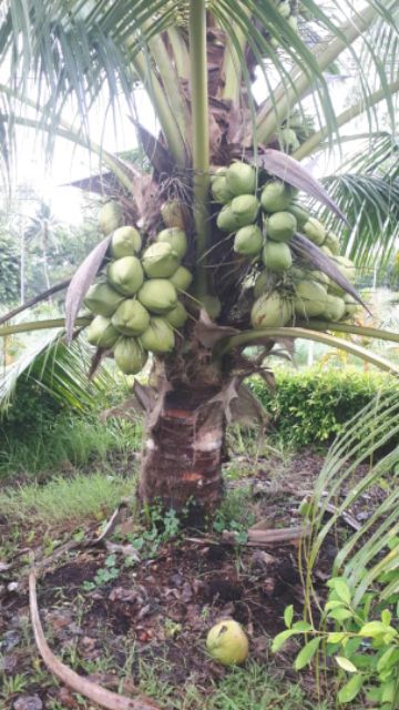 Benih Kelapa Tacunan Asli Shopee Malaysia