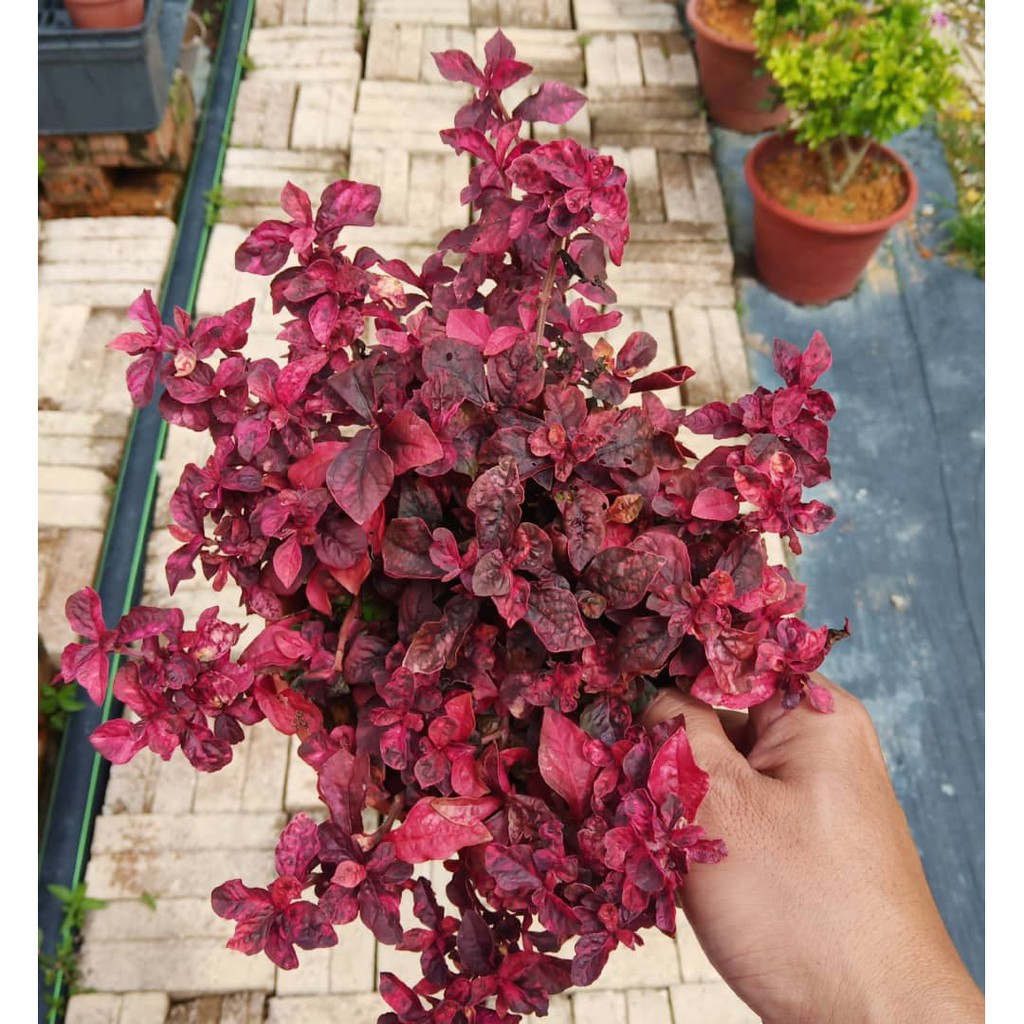 House Plants Alternanthera Red Shopee Malaysia