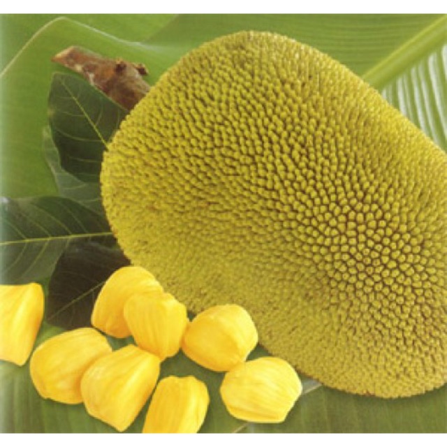 Fresh Jackfruit Nangka Madu Manis J33 From Farm Shopee Malaysia