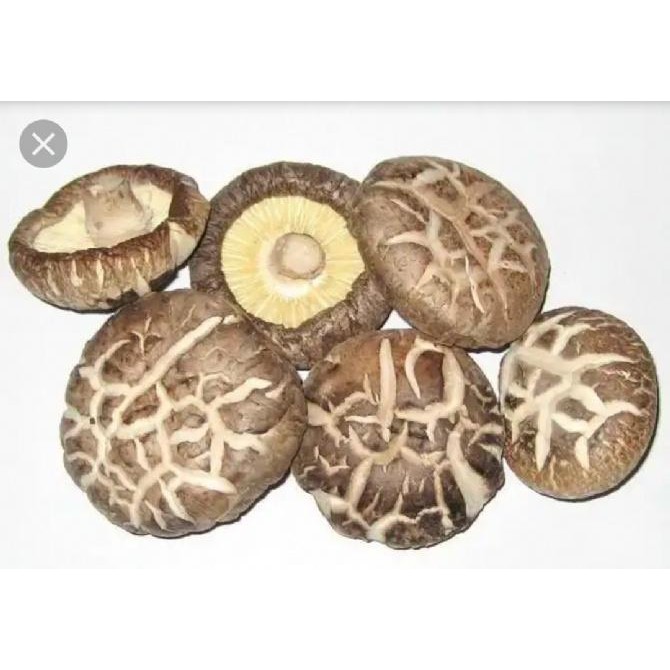 Mushroom 4 5cm厚茶花菇100g