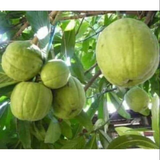 Asam Gelugur Kerbau Pokok Besar