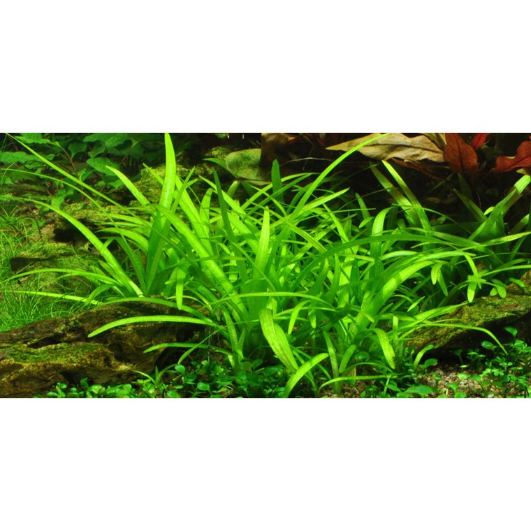 Aquatic Plant SAGITTARIUS SUBULATA Water Plant Shopee