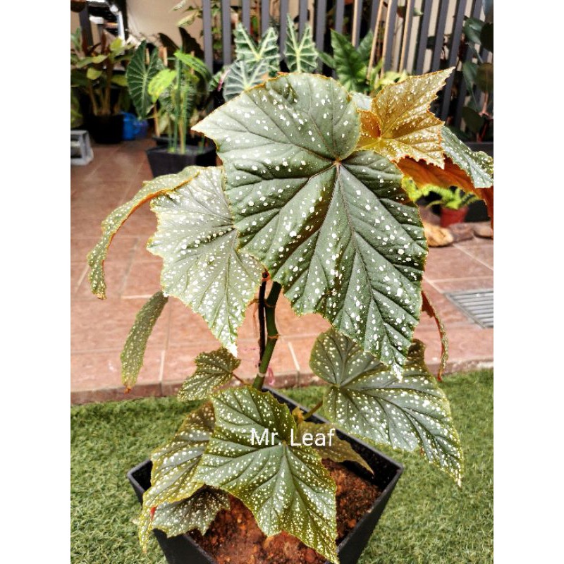 Indoor plant- Begonia Corallina de Lucerna 