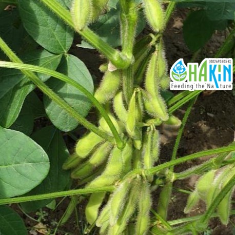 Benih Kacang Soya Hijau Edamame Seeds 3 5g 12g 36g