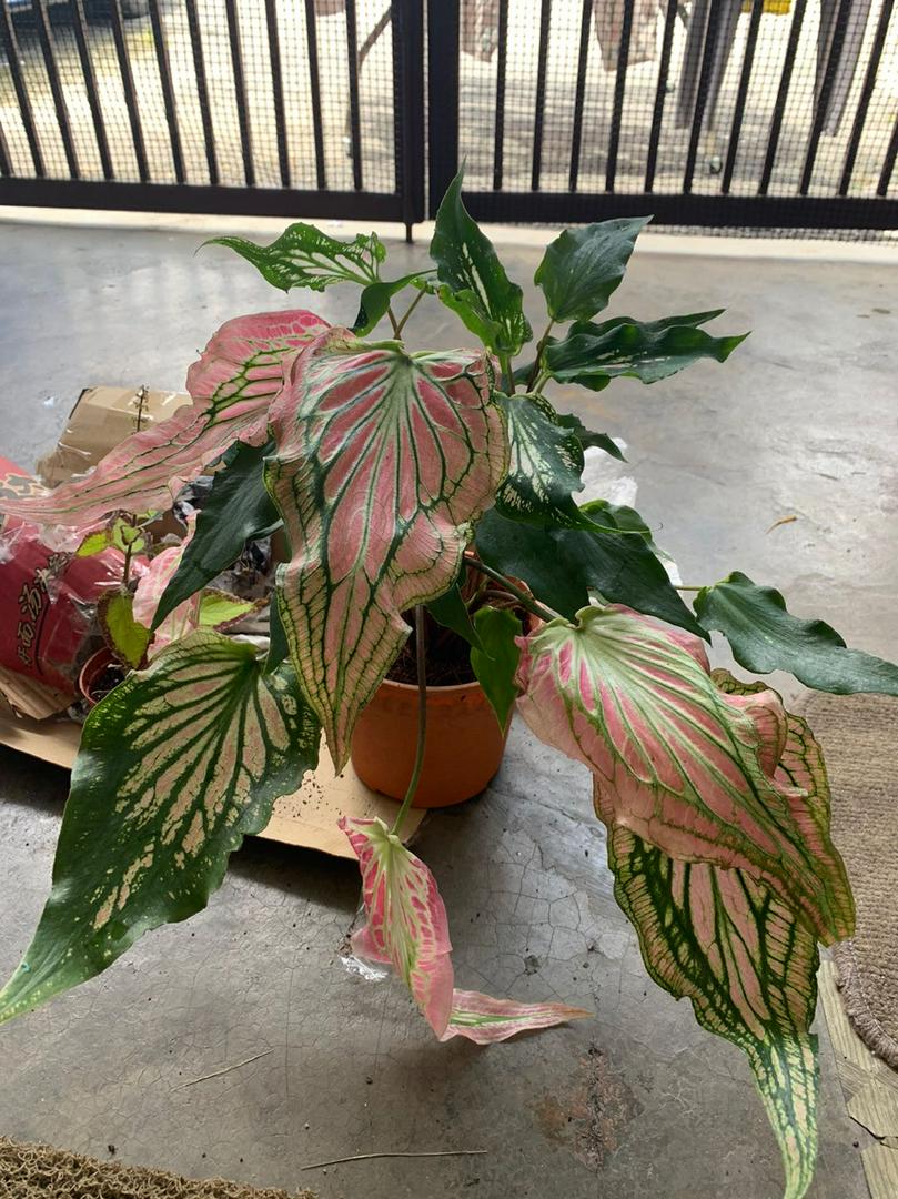 ] Caladium Thai Beauty 泰美人彩叶芋 RealPlant PokokHidup | Shopee Malaysia