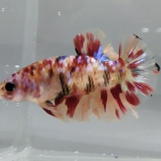 Candy Galaxy Koi Betta Shopee Malaysia