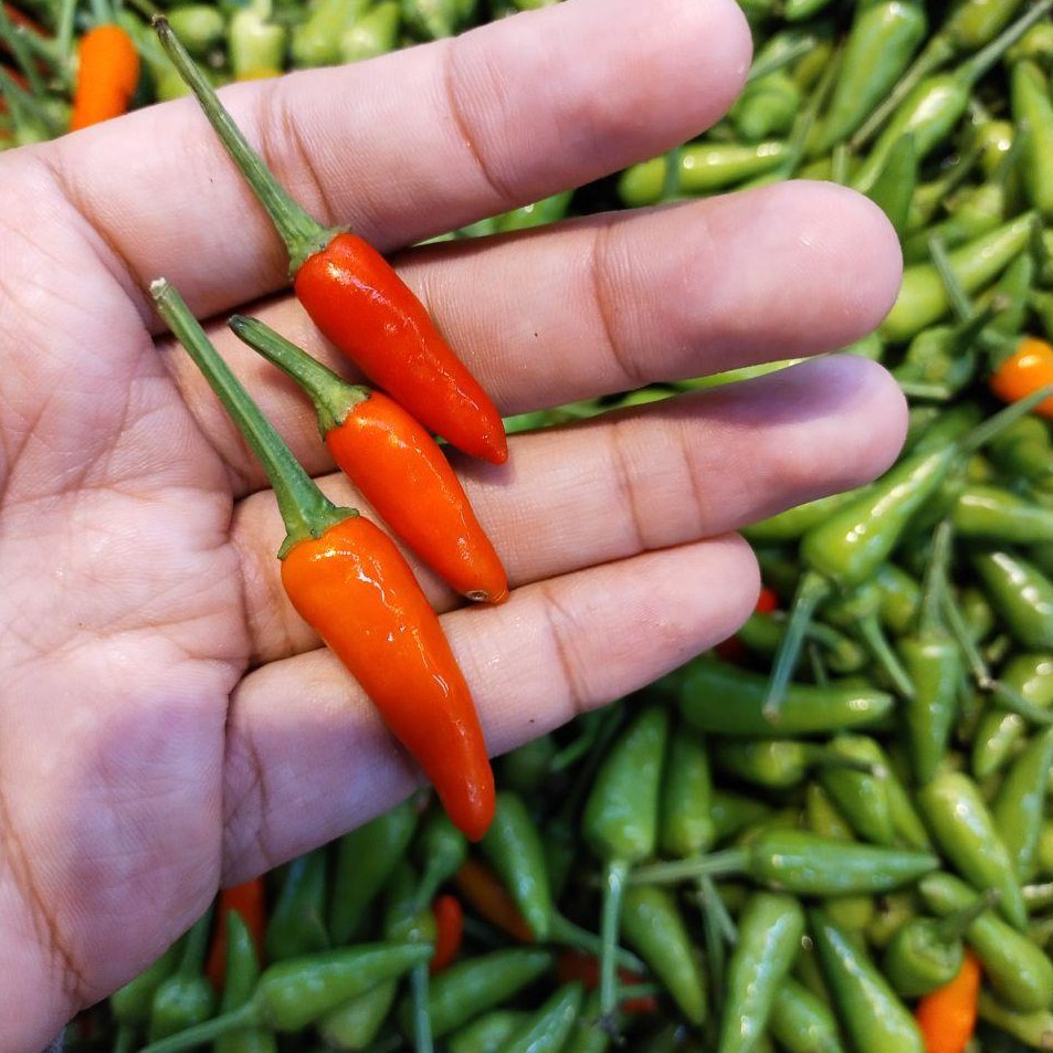 Biji Benih Cili Padi Kampung Centil Cili Api Kampung Chili Local Bird S Eye Chili Seeds è¾£æ¤'ç§å­ Shopee Malaysia