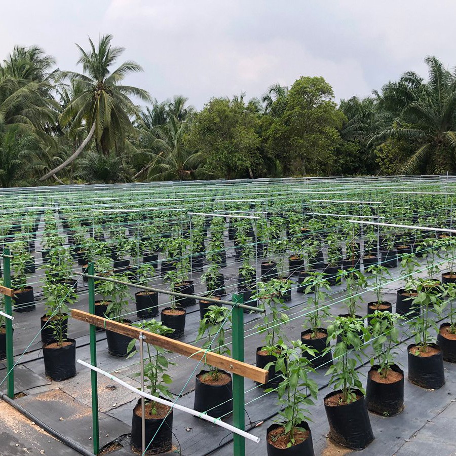 🔥12.12 PROMO🔥 Baja AB 30L Pati Sayur Bunga Buah FERTIGASI Cili 