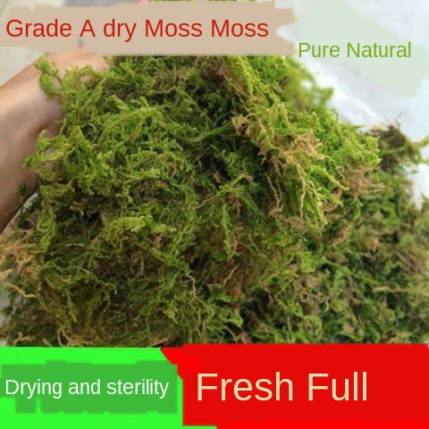 Phalaenopsis special dry moss orchid nutrient soil succulent dendrobium ...