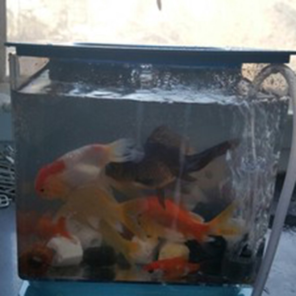 Self Cleaning Desktop Mini Plastic Creative Ecological Aquarium