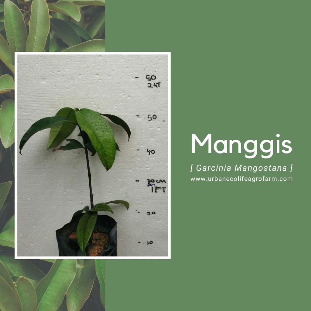 Anak Pokok Buah Manggis Garcinia Mangostana Shopee Malaysia