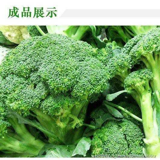 耐寒西兰花种子青花椰菜芽苗菜西蓝花大面积四季种植易种蔬菜种子 Shopee Malaysia