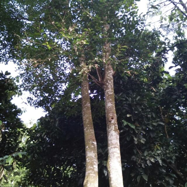 Biji Benih Pokok Gaharu Shopee Malaysia