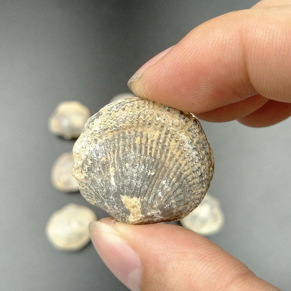​Natural Atrypa Reticularis Fossil Marine Fossils Popular Science Specimen teaching sample