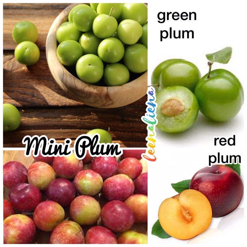 MINI PLUM FRESH DAN RANGGUP